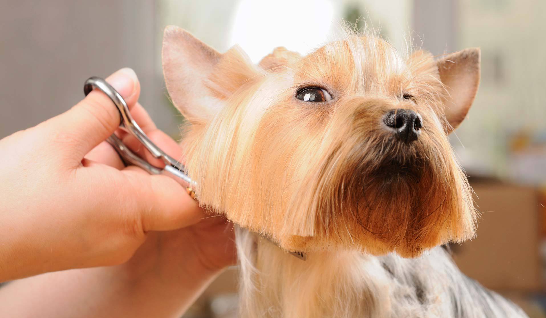 Finest Ideas for Choosing Singapore Pet Grooming Services