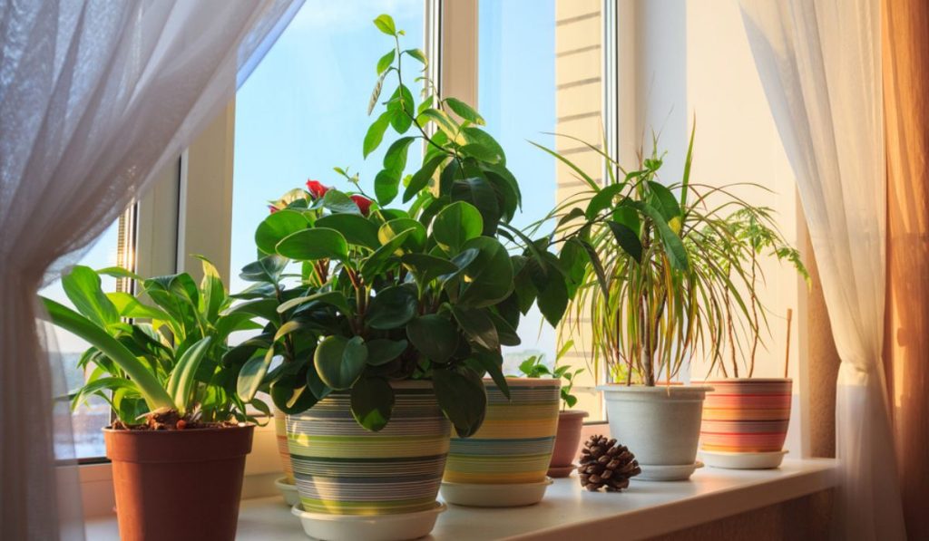 house plants